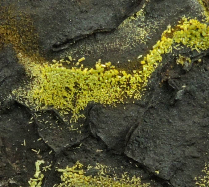 Pyromorphite, Mottramite, Vauquelinite from Allah Cooper (Valcooper) Mine, Contrary Creek District, near Mineral, Louisa County, Virginia