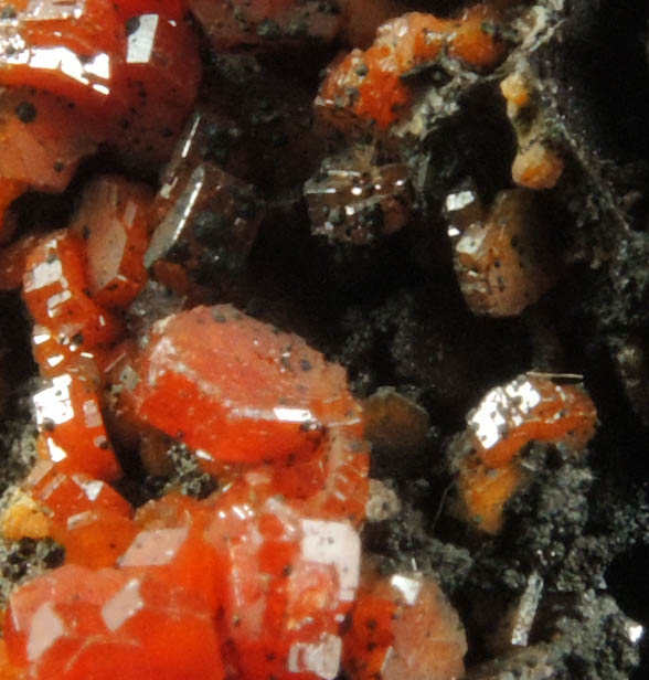 Vanadinite on Fe-Mn-oxide from Taouz, Er Rachidia, Meknes-Tafilalet, Morocco