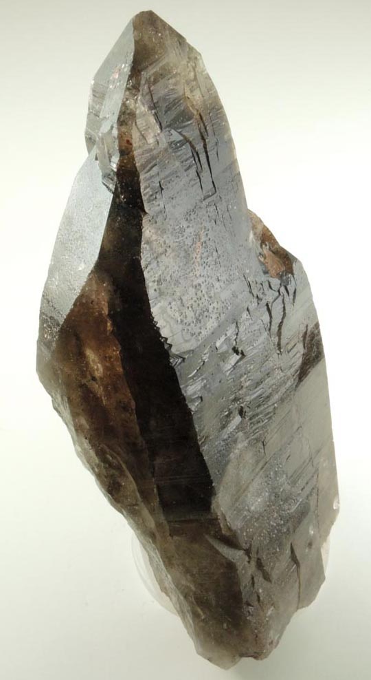 Quartz var. Smoky Quartz (Dauphin Law twinned) from Devil's Head, Rampart Range, 25 km southwest of Castle Rock, Douglas County, Colorado