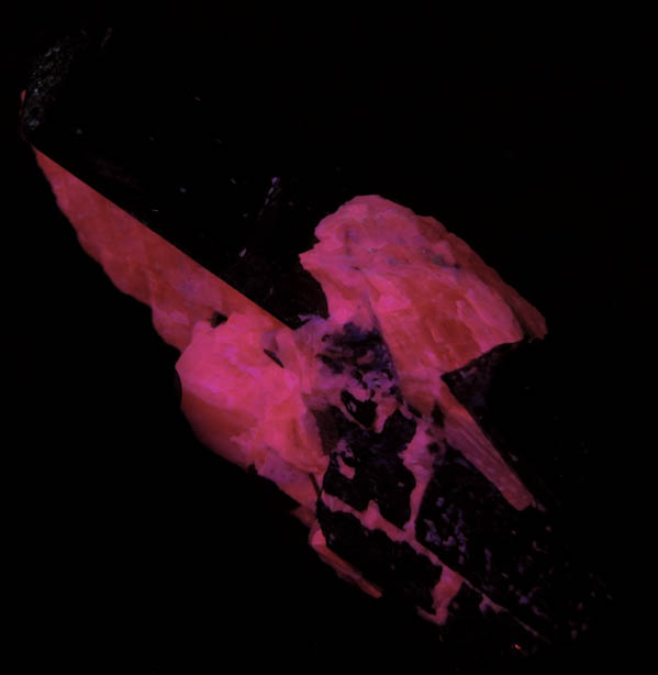 Photo below under shortwave ultraviolet illumination of Fluoro-richterite (Fluororichterite) in Calcite from Wilberforce, Ontario, Canada Fluoro-richterite (Fluororichterite) in Calcite from Wilberforce, Ontario, Canada