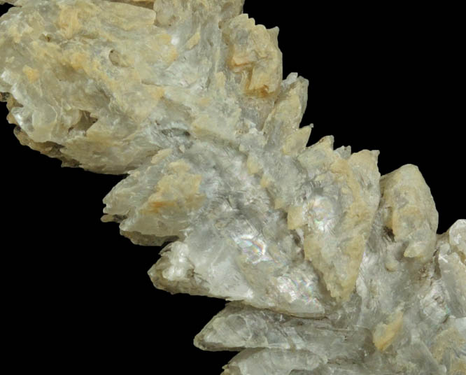 Gypsum var. Fishtail Twins from shore of Potomac River, King George County, Virginia