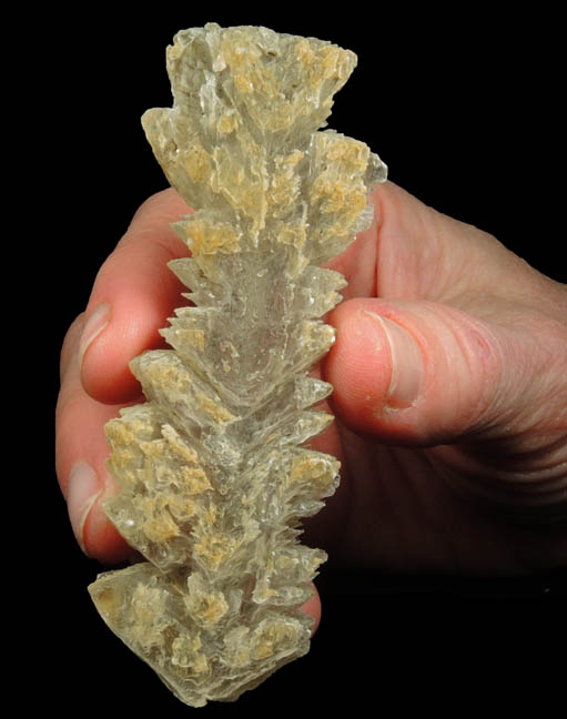 Gypsum var. Fishtail Twins from shore of Potomac River, King George County, Virginia