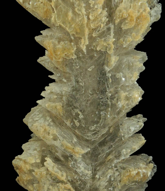 Gypsum var. Fishtail Twins from shore of Potomac River, King George County, Virginia