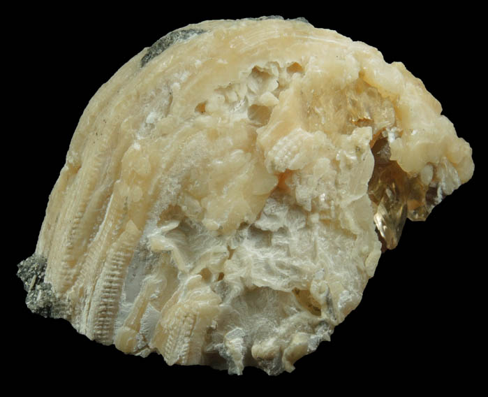 Calcite in fossilized clam from Ruck's Pit Quarry, Fort Drum, Okeechobee County, Florida