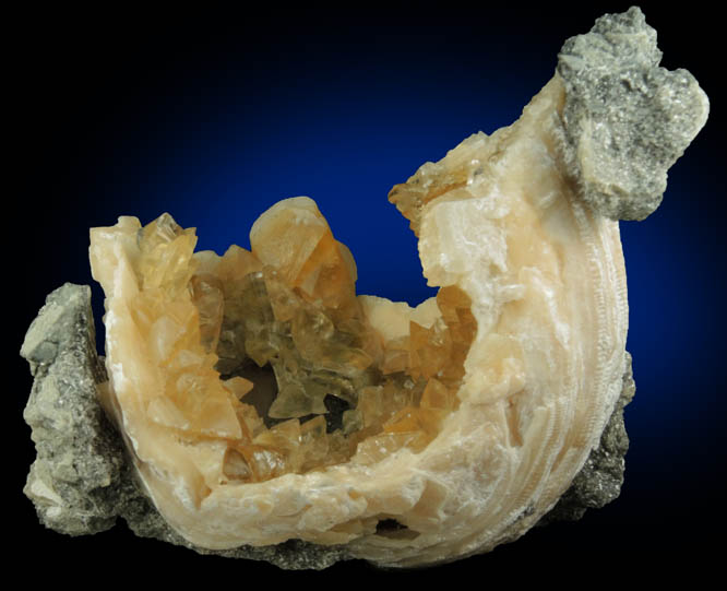 Calcite in fossilized clam from Ruck's Pit Quarry, Fort Drum, Okeechobee County, Florida