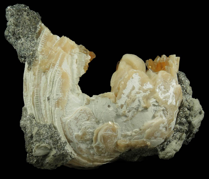 Calcite in fossilized clam from Ruck's Pit Quarry, Fort Drum, Okeechobee County, Florida