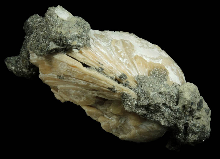 Calcite in fossilized clam from Ruck's Pit Quarry, Fort Drum, Okeechobee County, Florida