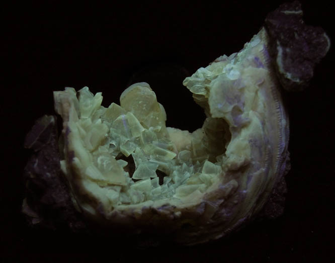 Photo below under shortwave ultraviolet illumination of Calcite in fossilized clam from Ruck's Pit Quarry, Fort Drum, Okeechobee County, Florida Calcite in fossilized clam from Ruck's Pit Quarry, Fort Drum, Okeechobee County, Florida