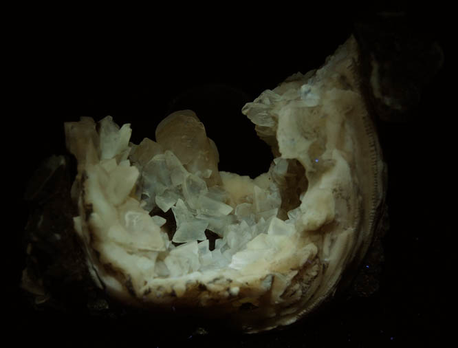 Photo below under longwave ultraviolet illumination of Calcite in fossilized clam from Ruck's Pit Quarry, Fort Drum, Okeechobee County, Florida Calcite in fossilized clam from Ruck's Pit Quarry, Fort Drum, Okeechobee County, Florida