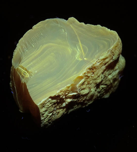 Amber - Cretaceous Fossilized Tree Resin from Sayreville Clay Pits, northwest of Kennedy Park, Sayreville, Middlesex County, New Jersey