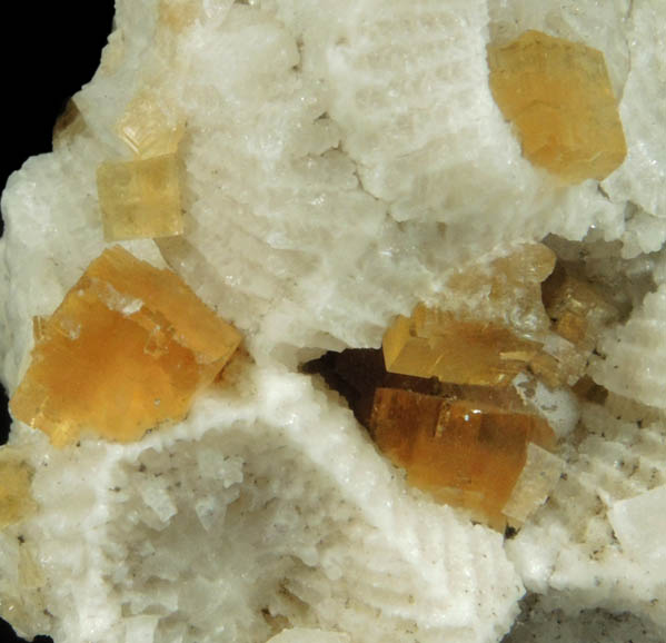 Fluorite on fossilized Coral from Pint's Quarry, Raymond, Black Hawk County, Iowa