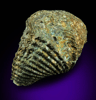 Pyrite - fossilized Mucrospirifer Mucronatus brachiopod (Devonian) from Silica, Sylvania Township, Lucas County, Ohio