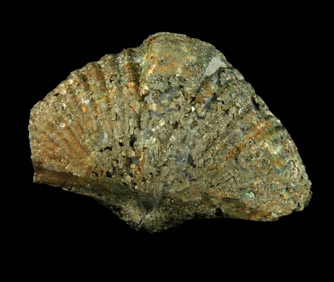 Pyrite - fossilized Mucrospirifer Mucronatus brachiopod (Devonian) from Silica, Sylvania Township, Lucas County, Ohio