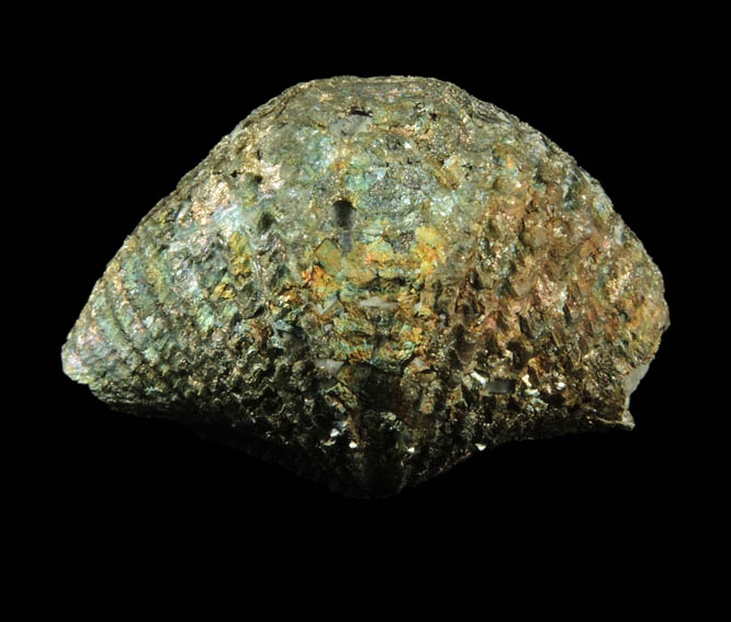 Pyrite - fossilized Mucrospirifer Mucronatus brachiopod (Devonian) from Silica, Sylvania Township, Lucas County, Ohio