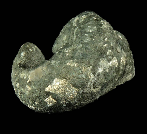 Pyrite - fossilized Eutrephoceras Campbelli nautiloid from Route 360 (Ben White Boulevard) road cut, Austin, Travis County, Texas