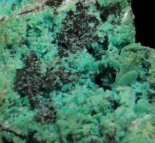 Chrysocolla pseudomorphs after bladed Hemimorphite from 79 Mine, Banner District, near Hayden, Gila County, Arizona