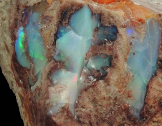 Opal var. Boulder Opal from Queensland, Australia