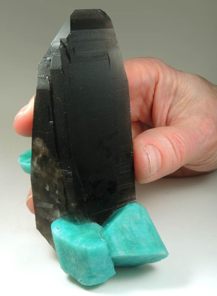 Quartz var. Smoky Quartz on Microcline var. Amazonite from Smoky Hawk Mine, Foretell Pocket, Florissant, Teller County, Colorado