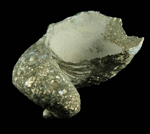 Pyrite - fossilized Eutrephoceras Campbelli nautiloid from Route 360 (Ben White Boulevard) road cut, Austin, Travis County, Texas