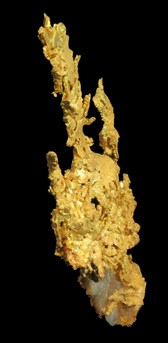 Gold (naturally crystallized native gold) with minor Quartz from Eagle's Nest Mine, Michigan Bluff District, Placer County, California
