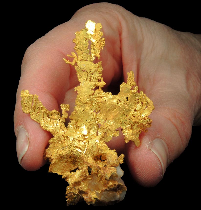 Gold (naturally crystallized native gold) with minor Quartz from Eagle's Nest Mine, Michigan Bluff District, Placer County, California