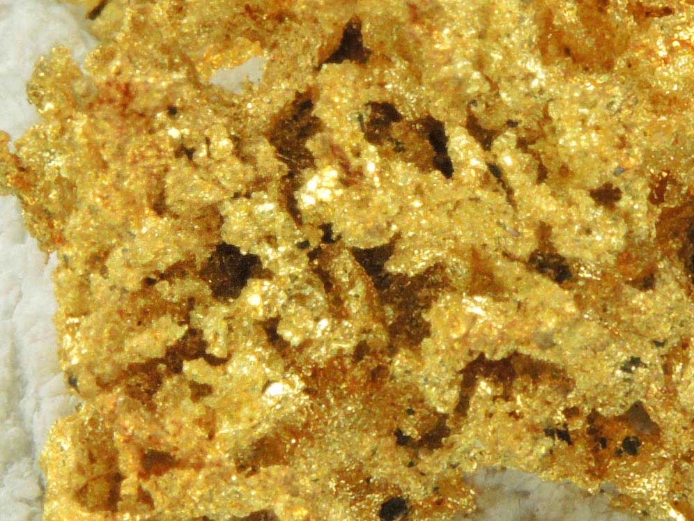 Gold in Quartz (naturally crystallized native gold) from Sixteen-To-One Mine (16 to 1 Mine), Alleghany, 35 km NE of Grass Valley, Sierra County, California