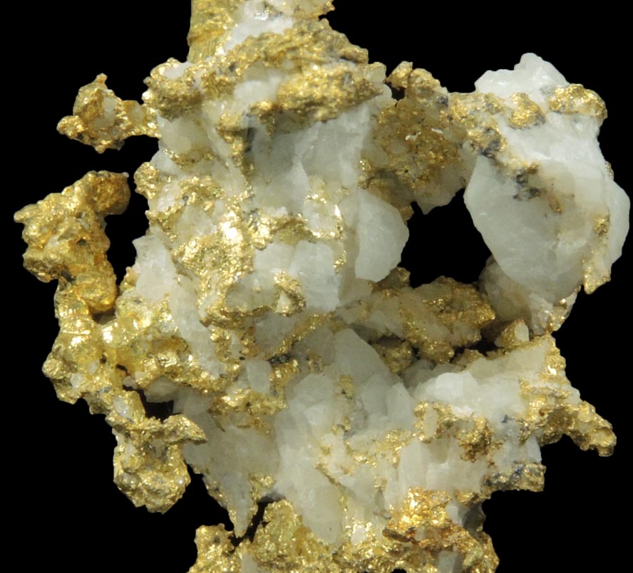 Gold in Quartz (naturally crystallized native gold) from Sixteen-To-One Mine (16 to 1 Mine), Alleghany, 35 km NE of Grass Valley, Sierra County, California
