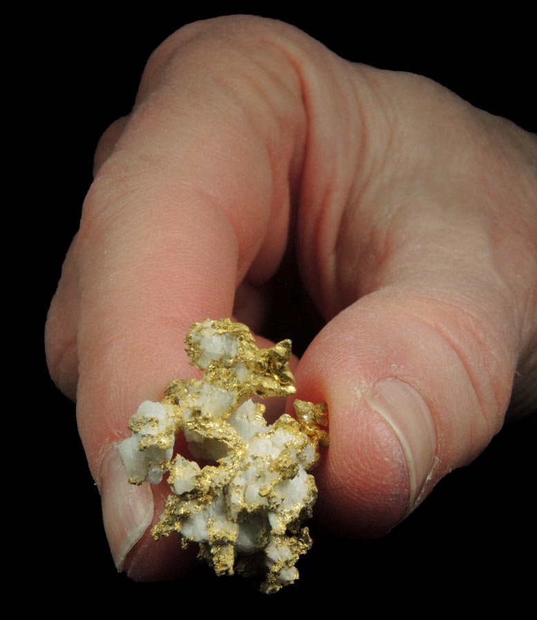 Gold in Quartz (naturally crystallized native gold) from Sixteen-To-One Mine (16 to 1 Mine), Alleghany, 35 km NE of Grass Valley, Sierra County, California