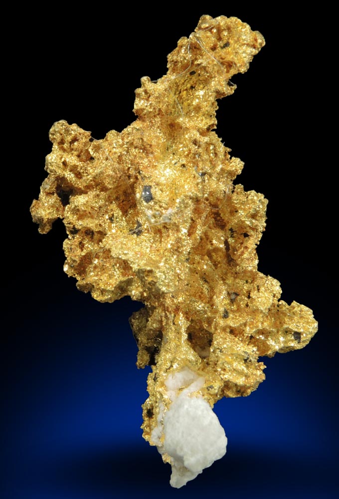 Gold (naturally crystallized native gold) with minor Quartz from Sixteen-To-One Mine (16 to 1 Mine), Alleghany, 35 km NE of Grass Valley, Sierra County, California