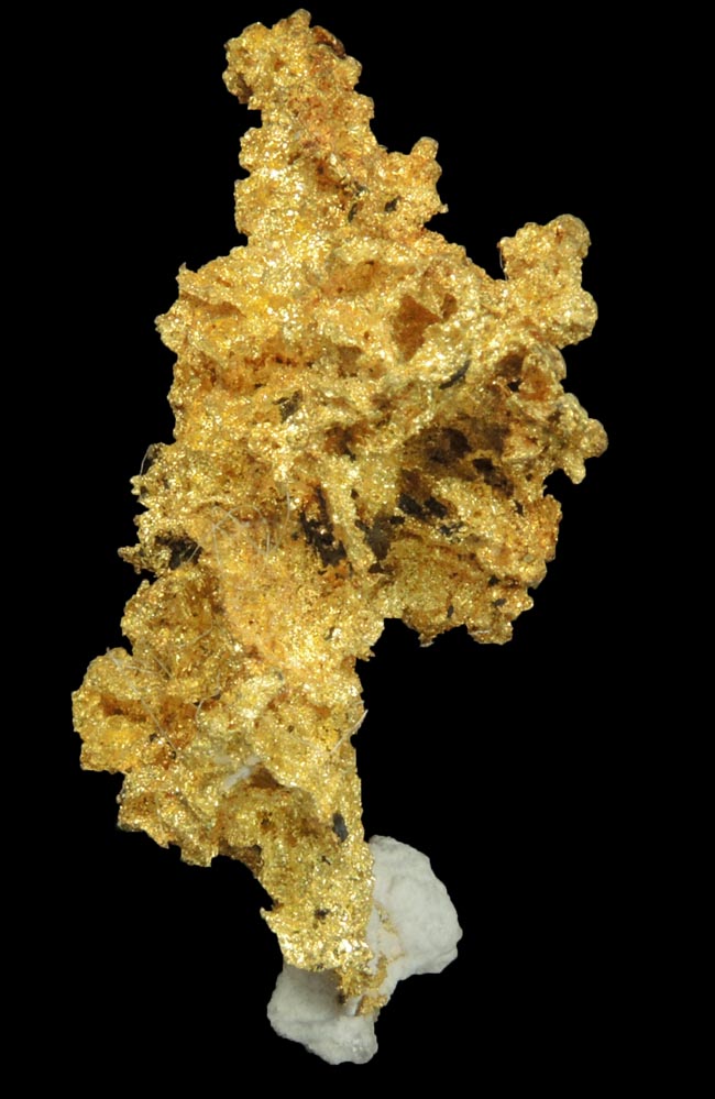 Gold (naturally crystallized native gold) with minor Quartz from Sixteen-To-One Mine (16 to 1 Mine), Alleghany, 35 km NE of Grass Valley, Sierra County, California