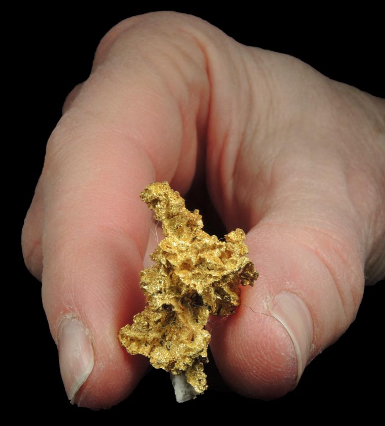 Gold (naturally crystallized native gold) with minor Quartz from Sixteen-To-One Mine (16 to 1 Mine), Alleghany, 35 km NE of Grass Valley, Sierra County, California