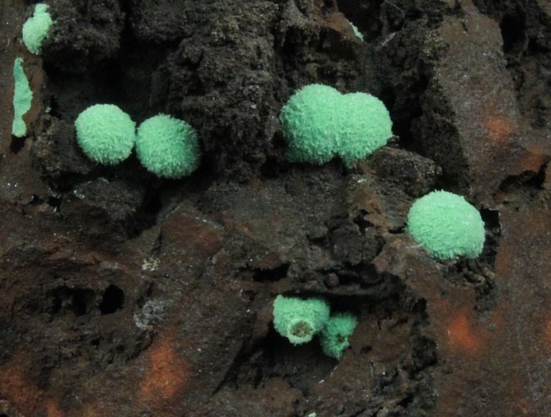 Malachite from Morenci Mine, 4750' Level, Lone Star Area, Clifton District, Greenlee County, Arizona