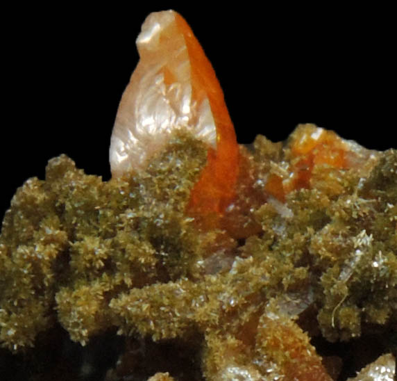 Wulfenite (pseudo-scalenohedral crystals) with Vanadinite var. Endlichite from Villa Ahumada, Sierra de Los Lamentos, Chihuahua, Mexico