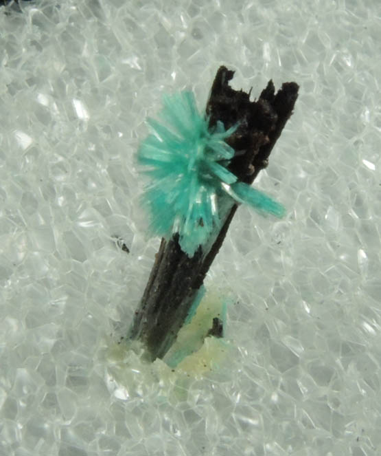 Aurichalcite on Goethite from 79 Mine, Banner District, near Hayden, Gila County, Arizona