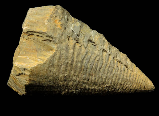 Calcite cone-in-cone formation from Colorado