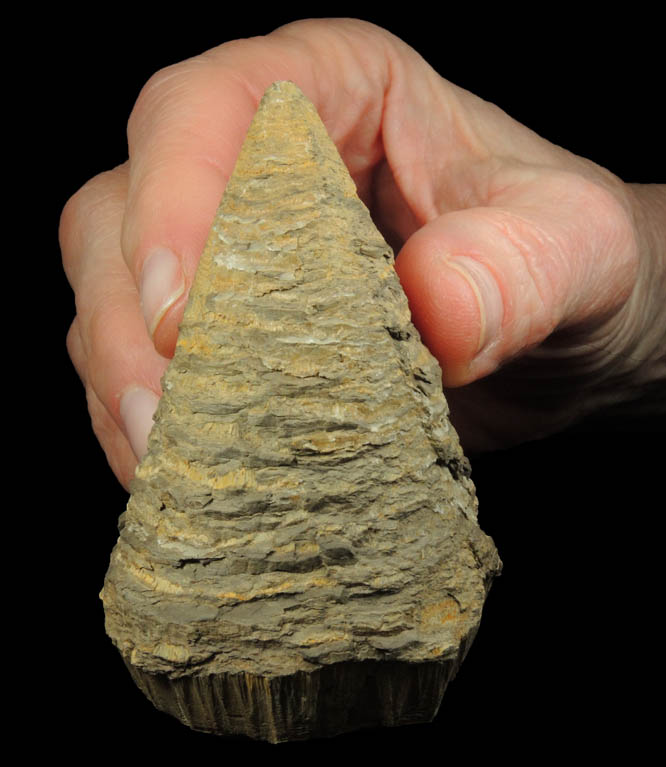 Calcite cone-in-cone formation from Colorado