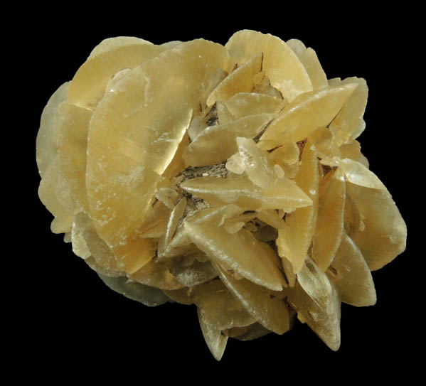 Gypsum var. Selenite Rose from Colorado Springs (parking lot of McDonalds construction site), El Paso County, Colorado