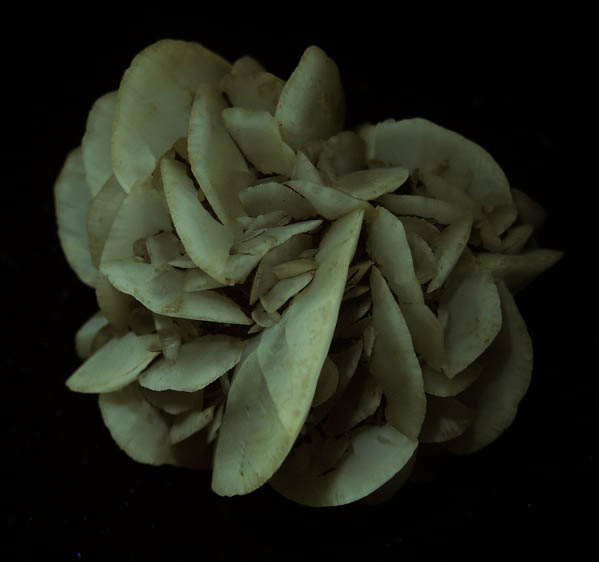 Gypsum var. Selenite Rose from Colorado Springs (parking lot of McDonalds construction site), El Paso County, Colorado