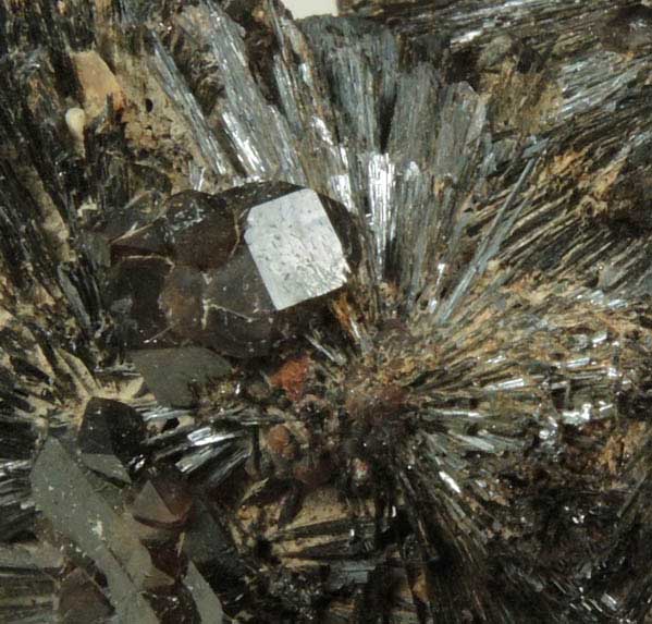 Goethite from Mile Hi Rock and Mineral Society (RAMS) Claim, Lake George District, Park County, Colorado