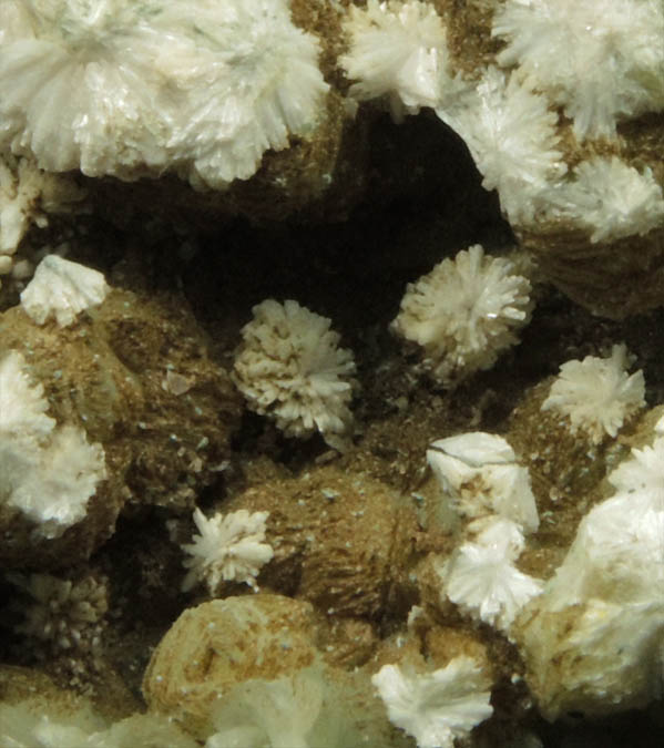 Natrolite and Stilpnomelane over Prehnite from Millington Quarry, Bernards Township, Somerset County, New Jersey