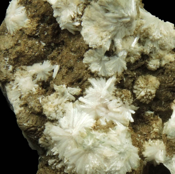 Natrolite and Stilpnomelane over Prehnite from Millington Quarry, Bernards Township, Somerset County, New Jersey