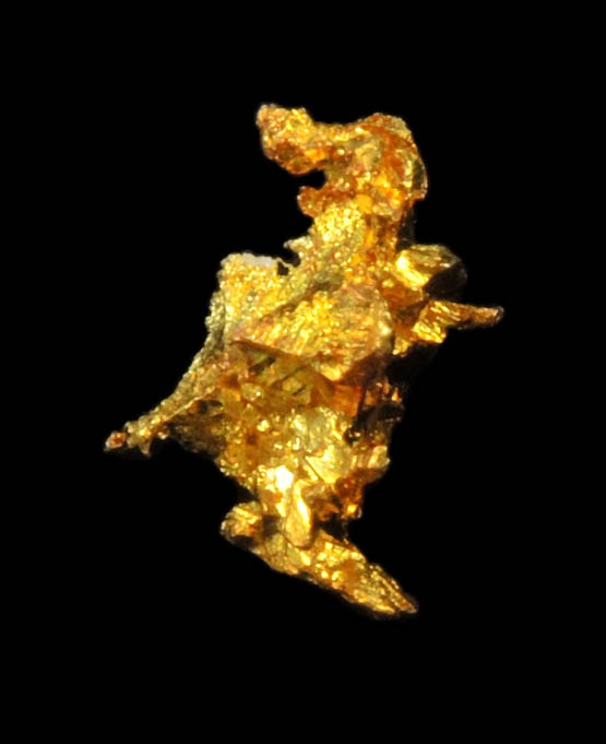 Gold from Diltz Mine, Bear Valley, Whitlock District, Mariposa County, California