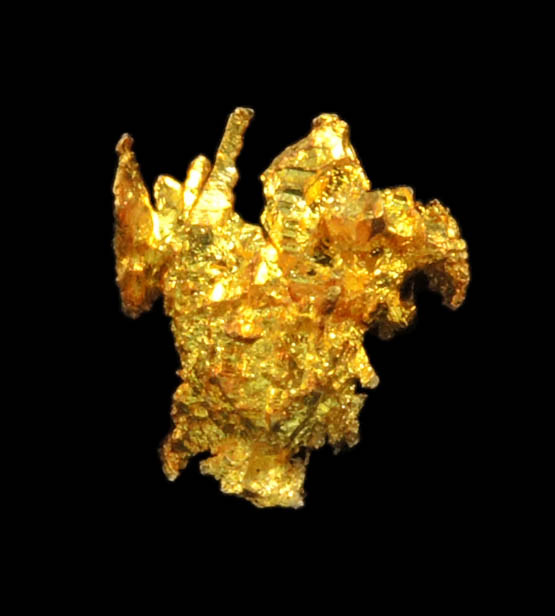 Gold from Diltz Mine, Bear Valley, Whitlock District, Mariposa County, California