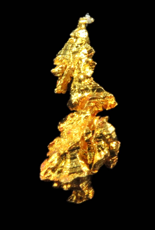 Gold from Diltz Mine, Bear Valley, Whitlock District, Mariposa County, California