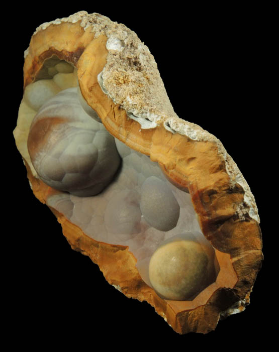 Quartz var. Agate pseudomorphs after Coral (Tampa Bay Coral) from Ballast Point, Tampa Bay, Hillsborough County, Florida