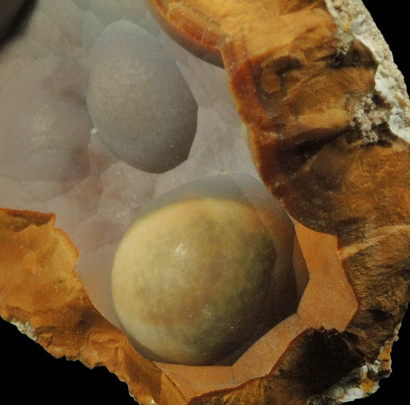 Quartz var. Agate pseudomorphs after Coral (Tampa Bay Coral) from Ballast Point, Tampa Bay, Hillsborough County, Florida