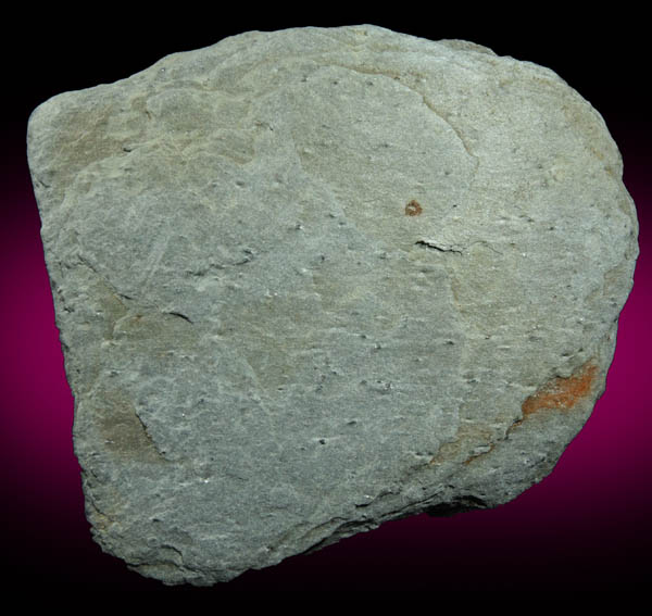 Garnet in phyllite (demonstrating differential weathering) from Raymond, Cumberland County, Maine
