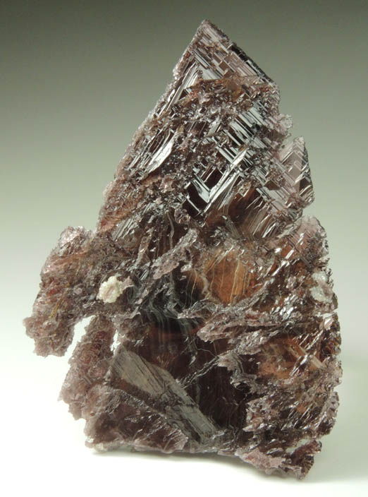 Axinite-(Fe) from Frano, near Khapalu, Ghanche District, Gilgit-Baltistan, Pakistan