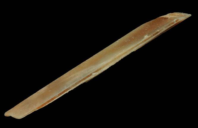 Gypsum var. Selenite with hour-glass shaped zoning from Great Salt Plains, near Jet, Alfalfa County, Oklahoma