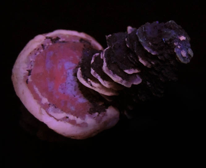 Photo below under shortwave ultraviolet illumination of Calcite (unusual parallel formation) with Pyrite from Thomaston Dam Railroad Cut, Thomaston, Litchfield County, Connecticut Calcite (unusual parallel formation) with Pyrite from Thomaston Dam Railroad Cut, Thomaston, Litchfield County, Connecticut